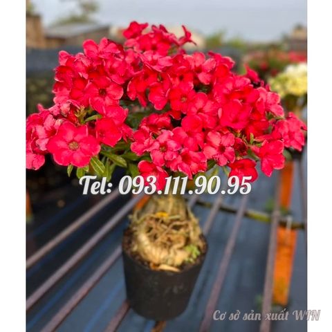 Hạt giống hoa sứ đỏ Taiwan nhiều hoa - Bịch 10 hạt – Mã số 2086 127070