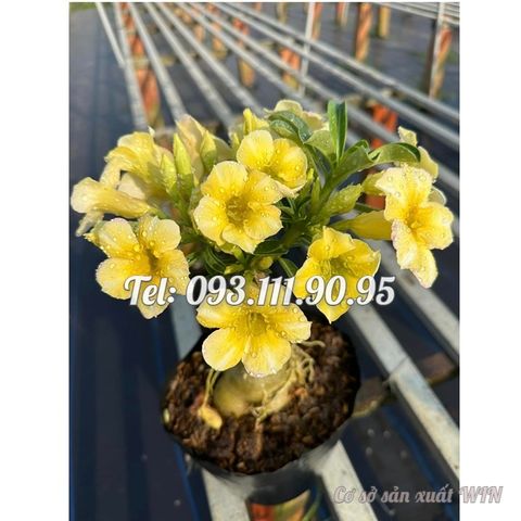 Hạt giống hoa sứ 5 cánh tròn màu vàng Đài Loan – Mã số 2085