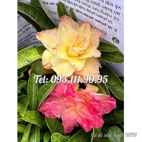 Hạt giống hoa sứ ghép Thái Lan 2 màu vàng hồng – Mã số 2082