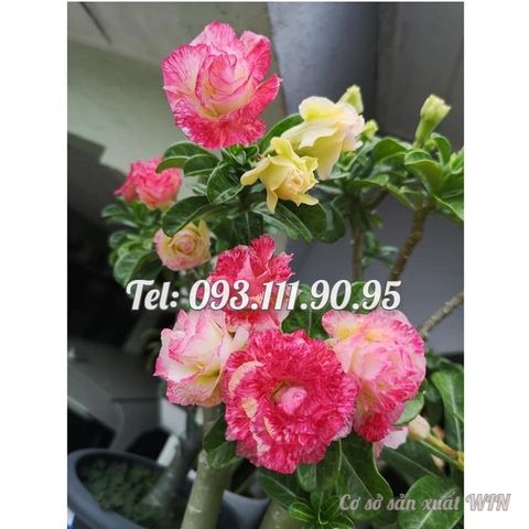 Hạt giống hoa sứ ghép Thái Lan 2 màu vàng hồng – Mã số 2082