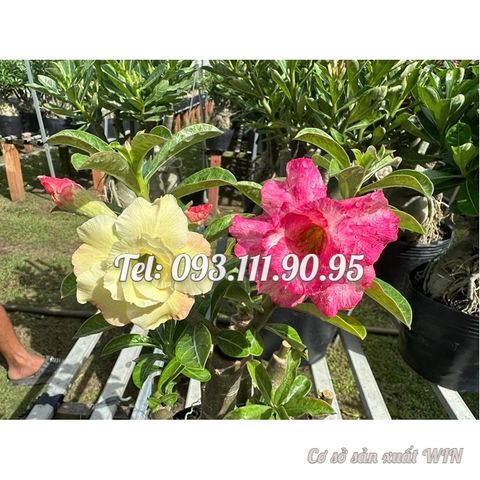 Hạt giống hoa sứ ghép Thái Lan 2 màu vàng hồng – Mã số 2082