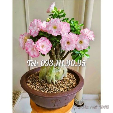 Hạt giống hoa sứ ghép hồng tiên Thái Lan – Mã số 2081