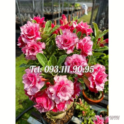 Hạt giống hoa sứ kép hồng tiên Thái Lan giống ghép – Mã số 2080 127085