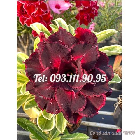 Hạt giống hoa sứ kép Thiên Vương cẩm thạch – Mã số 2079
