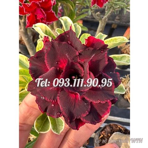 Hạt giống hoa sứ kép Thiên Vương cẩm thạch – Mã số 2079