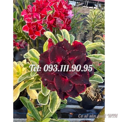 Hạt giống hoa sứ kép Thiên Vương cẩm thạch – Mã số 2079