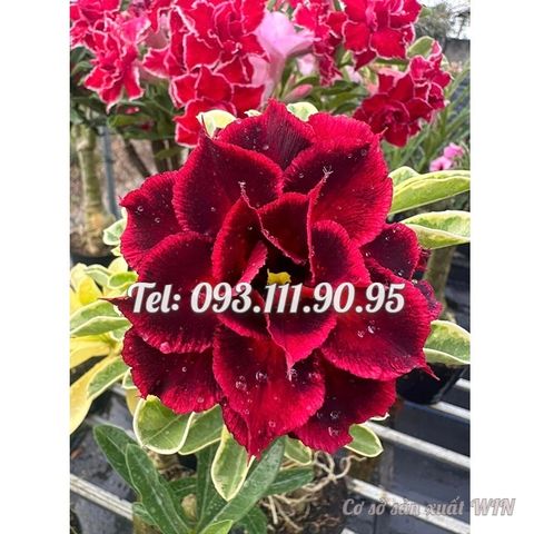 Hạt giống hoa sứ kép Thiên Vương Đài Loan - Mã số 2078
