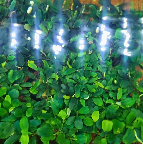 Chậu Cây Thủy Sinh Bucep Phalandra Lá Tròn - Tiền Cảnh Đẹp Cho Bể Cá, Màu Sắc Đổi Thay Tùy Điều Kiện Thủy Sinh