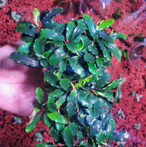 Chậu Cây Thủy Sinh Bucep Phalandra Lá Tròn - Tiền Cảnh Đẹp Cho Bể Cá, Màu Sắc Đổi Thay Tùy Điều Kiện Thủy Sinh