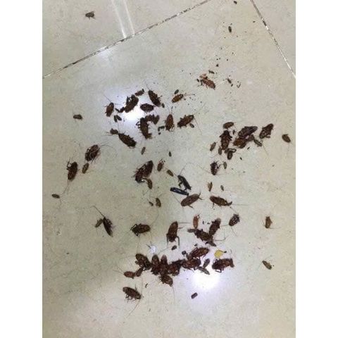 Gel diệt gián Đức IMIZA 35g - Sản phẩm diệt côn trùng hiệu quả, an toàn cho sức khỏe và môi trường, nhập khẩu Hàn Quốc