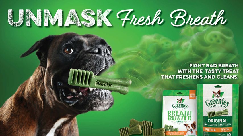 Bánh thưởng Greenies Original Petite cho chó - Bánh nhai dinh dưỡng tốt cho răng miệng, giúp hơi thở thơm mát, phù hợp cho chó từ 7-11kg