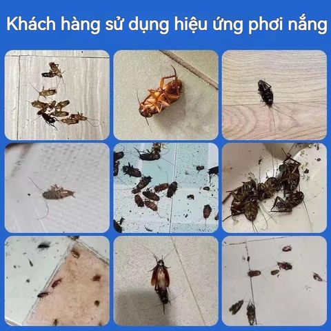 Viên Diệt Gián Sinh Học Housheng - Hiệu Quả Tối Đa, Diệt Tất Cả Các Loại Gián, Hộp 8 Viên An Toàn, Dễ Dùng