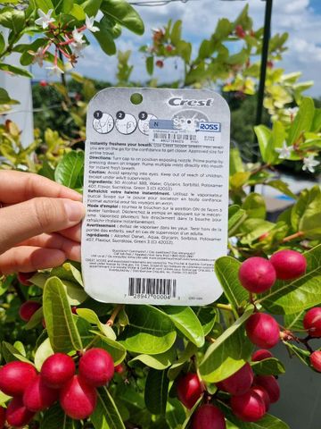 Nước xịt thơm miệng Crest Scope 7ml (Lốc 4 chai) - Khử mùi hôi hiệu quả, giữ hơi thở thơm mát, tiện lợi mang theo khi đi du lịch.