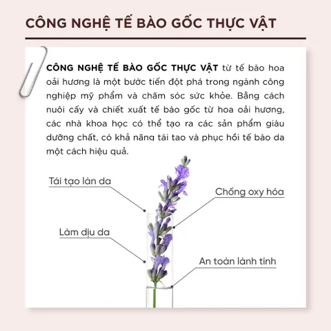 Kem Chống Nắng Lalamos Nhụy Kim Ngân Hoa Tone Up Unisex SPF 50+ PA++++ - Bảo Vệ Da, Nâng Tông, Dưỡng Ẩm - 50ml