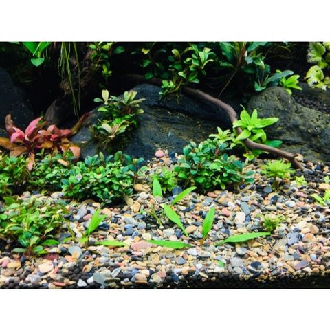 Sạn Suối Thiên Nhiên 100g-200g - Sỏi Trang Trí Hồ Thủy Sinh Biotop - Phụ Kiện Bể Cá Cảnh Tự Nhiên
