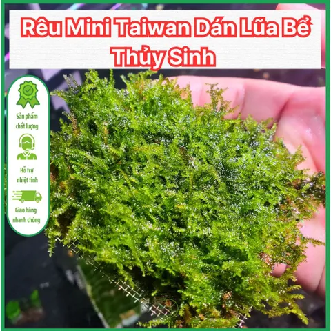 Rêu Mini TaiWan Lá Nước || Rêu Gắn Bonsai, Rêu Gắn Lũa Đá Thủy Sinh | Rêu Mini Taiwan Thủy Sinh