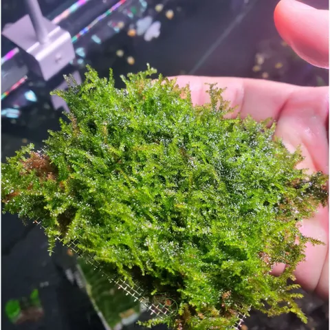 Rêu Mini TaiWan Lá Nước || Rêu Gắn Bonsai, Rêu Gắn Lũa Đá Thủy Sinh | Rêu Mini Taiwan Thủy Sinh