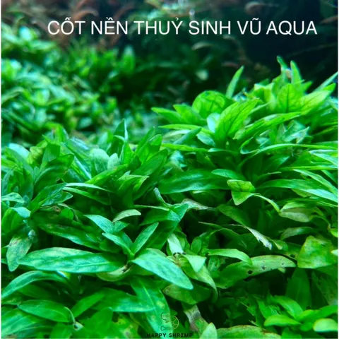 Cốt Nền Thủy Sinh Vũ Aqua 1L, 2L - Giúp Cây Phát Triển Màu Sắc Tươi Sáng, Dinh Dưỡng Tối Ưu Cho Bể Thủy Sinh.