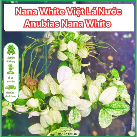 Ráy Nana White Việt Đột Biến - Cây Trang Trí Tiền Cảnh Đẹp, Dễ Chăm Sóc, Phát Triển Chậm, 2-5cm