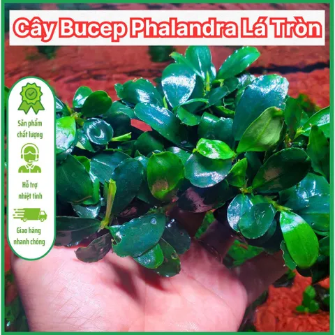 Cây Bucep Phalandra Lá Tròn Thủy Sinh - Cây Trang Trí Tiền Cảnh Cho Bể Cá - Màu Sắc Độc Đáo, Dễ Chăm Sóc