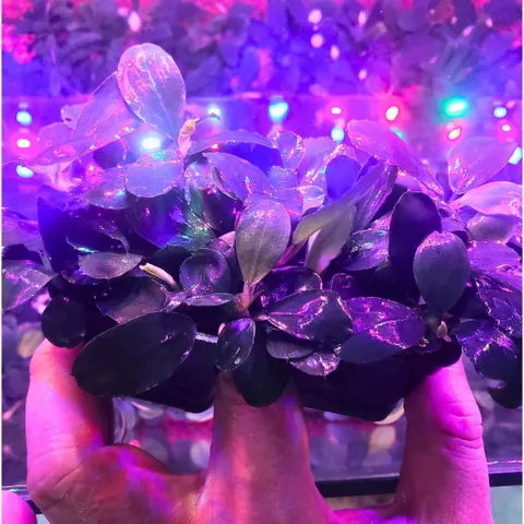 Cây Bucep Phalandra Lá Tròn Thủy Sinh - Cây Trang Trí Tiền Cảnh Cho Bể Cá - Màu Sắc Độc Đáo, Dễ Chăm Sóc