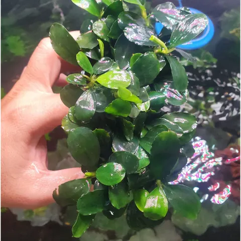 Cây Bucep Phalandra Lá Tròn Thủy Sinh - Cây Trang Trí Tiền Cảnh Cho Bể Cá - Màu Sắc Độc Đáo, Dễ Chăm Sóc
