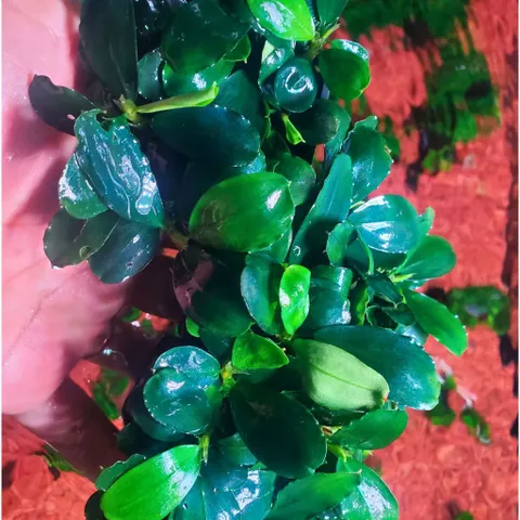 Cây Bucep Phalandra Lá Tròn Thủy Sinh - Cây Trang Trí Tiền Cảnh Cho Bể Cá - Màu Sắc Độc Đáo, Dễ Chăm Sóc