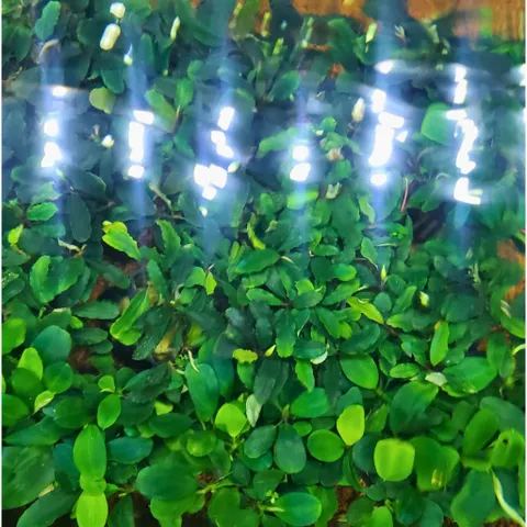 Cây Bucep Phalandra Lá Tròn Thủy Sinh - Cây Trang Trí Tiền Cảnh Cho Bể Cá - Màu Sắc Độc Đáo, Dễ Chăm Sóc
