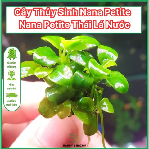 Ráy Thủy Sinh Nana Petite - Cây Anubias Nhỏ Lý Tưởng Cho Tiền Cảnh Bể Cá - Dễ Chăm Sóc, Phát Triển Chậm, Lá Nhỏ, Hàng Chuẩn Thái