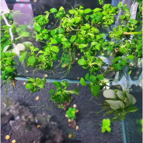 Ráy Thủy Sinh Nana Petite - Cây Anubias Nhỏ Lý Tưởng Cho Tiền Cảnh Bể Cá - Dễ Chăm Sóc, Phát Triển Chậm, Lá Nhỏ, Hàng Chuẩn Thái