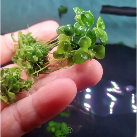 Ráy Thủy Sinh Nana Petite - Cây Anubias Nhỏ Lý Tưởng Cho Tiền Cảnh Bể Cá - Dễ Chăm Sóc, Phát Triển Chậm, Lá Nhỏ, Hàng Chuẩn Thái