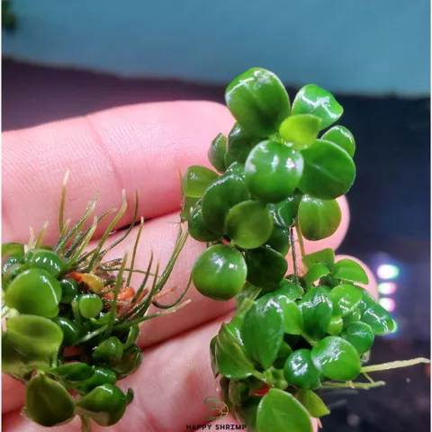 Ráy Thủy Sinh Nana Petite - Cây Anubias Nhỏ Lý Tưởng Cho Tiền Cảnh Bể Cá - Dễ Chăm Sóc, Phát Triển Chậm, Lá Nhỏ, Hàng Chuẩn Thái