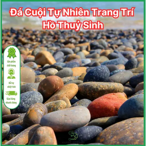 Đá Cuội Tự Nhiên Trang Trí Hồ Cá Cảnh & Sân Vườn – Đá Cuội Chất Lượng Cao Dành Cho Người Chơi Thủy Sinh
