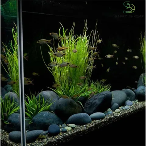 Đá Cuội Tự Nhiên Trang Trí Hồ Cá Cảnh & Sân Vườn – Đá Cuội Chất Lượng Cao Dành Cho Người Chơi Thủy Sinh