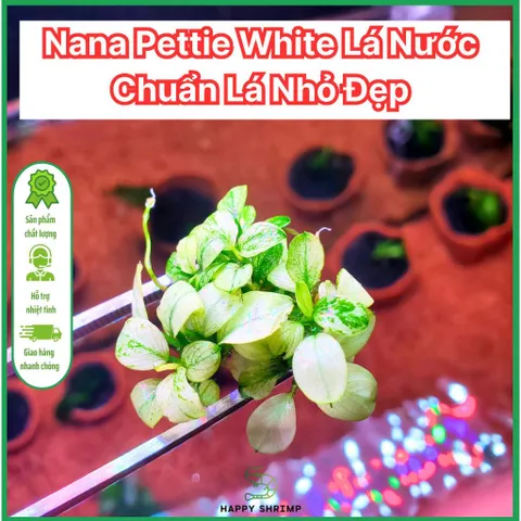 Ráy Nana Petite White - Cây Thủy Sinh Đẹp Lá Nhỏ, Phù Hợp Trồng Tiền Cảnh, Dễ Chăm Sóc, Thích Nghi Điều Kiện Ánh Sáng Thấp