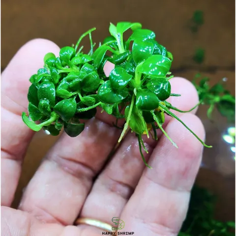 Cây Thủy Sinh Anubias Nana Petite - Ráy Thái Bụi Lá Nhỏ Dễ Trồng Cho Tiền Cảnh Tiêu Điểm Bể Cá Hệ Thủy Sinh