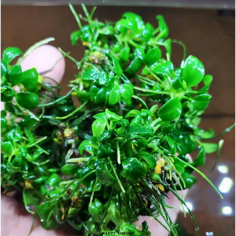 Cây Thủy Sinh Anubias Nana Petite - Ráy Thái Bụi Lá Nhỏ Dễ Trồng Cho Tiền Cảnh Tiêu Điểm Bể Cá Hệ Thủy Sinh