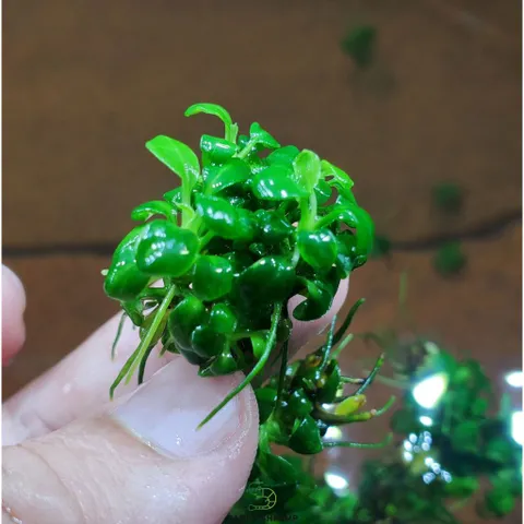 Cây Thủy Sinh Anubias Nana Petite - Ráy Thái Bụi Lá Nhỏ Dễ Trồng Cho Tiền Cảnh Tiêu Điểm Bể Cá Hệ Thủy Sinh