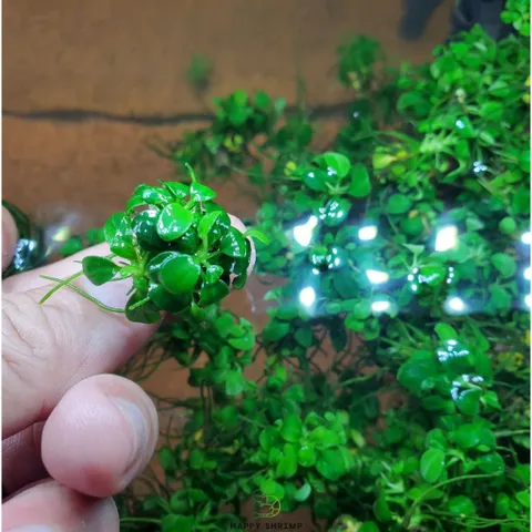 Cây Thủy Sinh Anubias Nana Petite - Ráy Thái Bụi Lá Nhỏ Dễ Trồng Cho Tiền Cảnh Tiêu Điểm Bể Cá Hệ Thủy Sinh