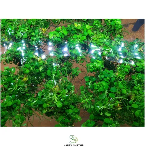 Cây Thủy Sinh Anubias Nana Petite - Ráy Thái Bụi Lá Nhỏ Dễ Trồng Cho Tiền Cảnh Tiêu Điểm Bể Cá Hệ Thủy Sinh