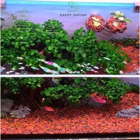 Sạn Gốm Tròn Đỏ Đen Ceramic Trang Trí Hồ Thủy Sinh - Vật Liệu Thoáng Mát Cho Cây Và Vi Sinh Vật Hải Sản