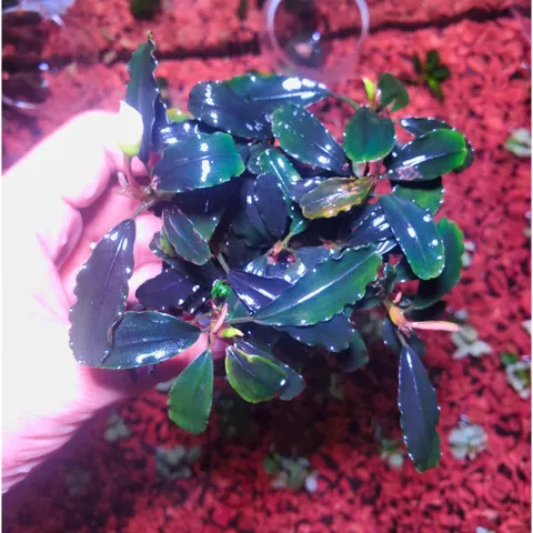 Chậu Bucep Phalandra Lá Dài - Cây Thủy Sinh Trang Trí Tiền Cảnh, Đổi Màu Độc Đáo, Dễ Chăm Sóc cho Bể Cá