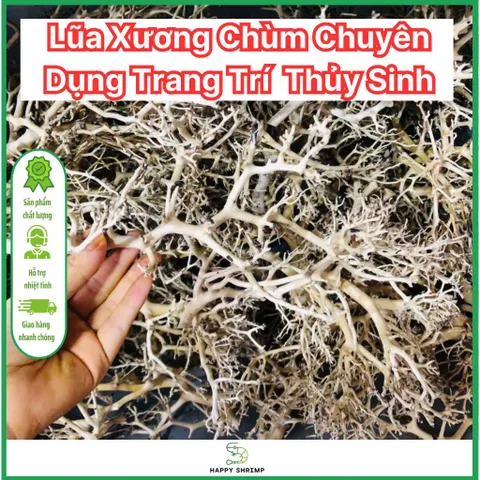 Lũa Xương Chùm Trang Trí Thủy Sinh - Giúp Tạo Layout Đẹp Cho Hồ Cá, Dễ Sử Dụng, Khuyên Dùng Kèm Lũa Hải Sơn Quỳ