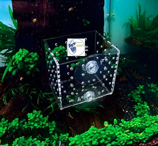 Cốc Trồng Cây Mica Đa Năng 6x6x6cm - Hỗ Trợ Trang Trí Hồ Thủy Sinh và Đựng Thức Ăn Cho Cá Cảnh