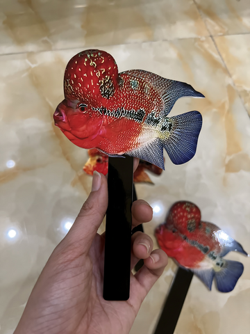 Cây Kè Cá La Hán Bằng Mica - Giúp Cá Chạy Nhảy Sau Bữa Ăn, Giải Trí Và Sức Khỏe Cảnh Cá