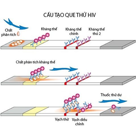 Combo 2 Bộ Que Thử HIV Fastep Mỹ - Xét Nghiệm Tại Nhà Độ Chính Xác 99.9% với Dụng Cụ Tiện Lợi và Kim Bấm Giảm Đau.
