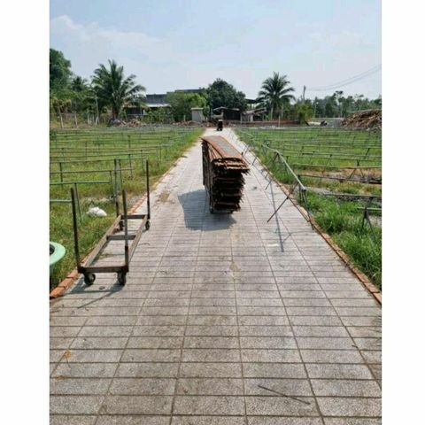 50 Cái Bánh Tráng Mè Đen Nước Cốt Dừa - Đặc Sản Tây Ninh Thơm Ngon Dinh Dưỡng Cho Mọi Lứa Tuổi
