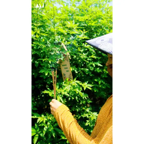 Nhang Thảo Mộc 30cm - Quế, Bồ Kết, Ngải Cứu, Vỏ Bưởi, Hương Nhu - Thảo Dược Tự Nhiên Giúp Giảm Căng Thẳng, Tạo Không Gian Yên Bình