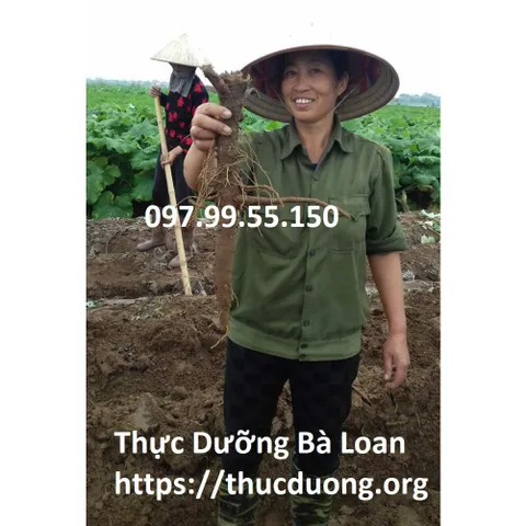 Ngưu báng tươi giống Nhật Bản Cửa Hàng Thực Dưỡng Bà Loan