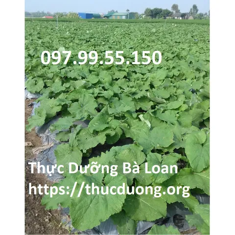 Ngưu báng tươi giống Nhật Bản Cửa Hàng Thực Dưỡng Bà Loan